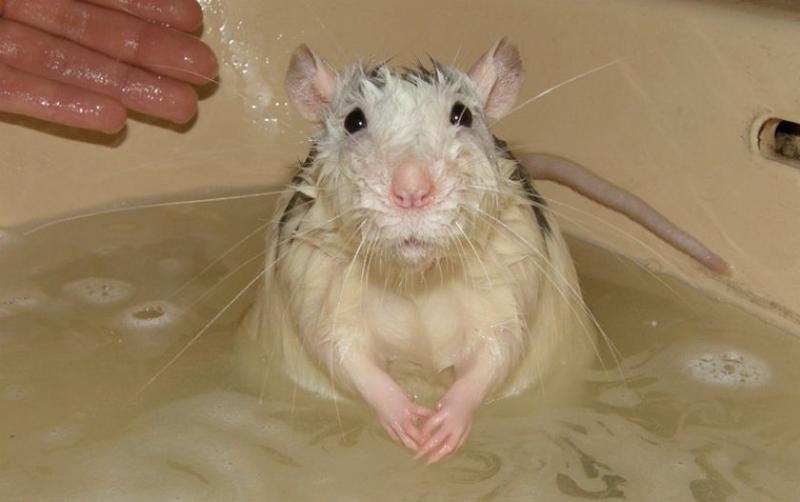 Можно ли купать декоративную крысу? если да, то, как часто и правильно это делать?