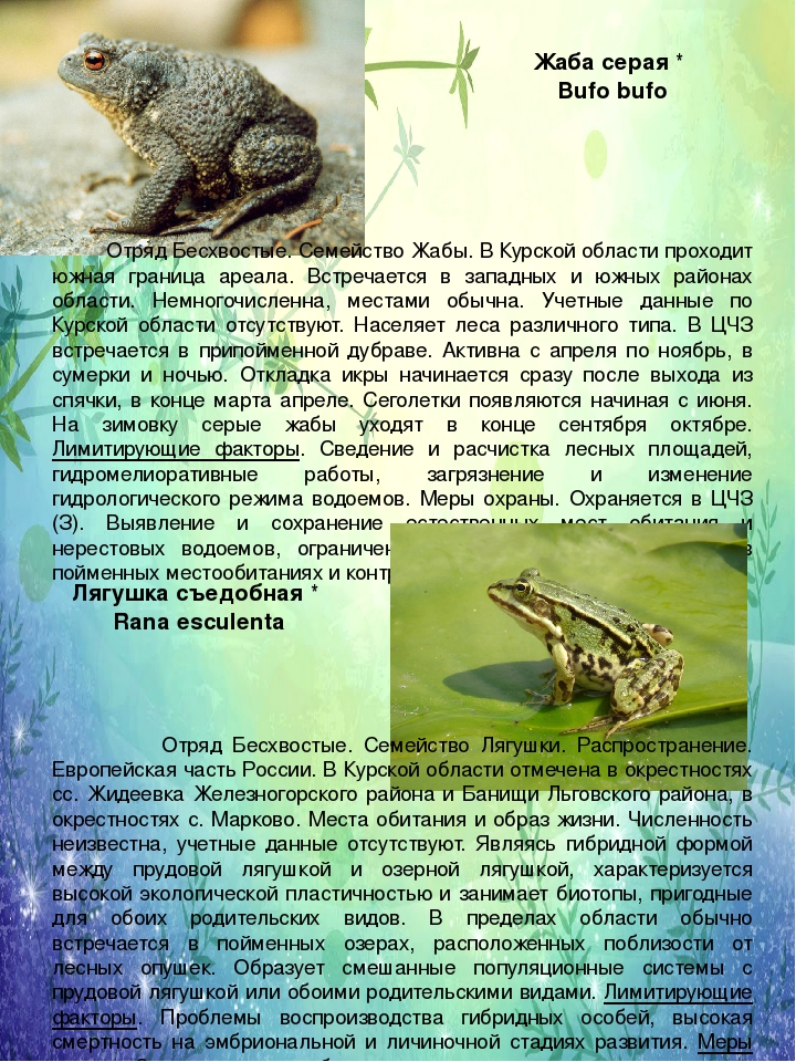 Зеленая жаба: описание, места обитания, образ жизни амфибии