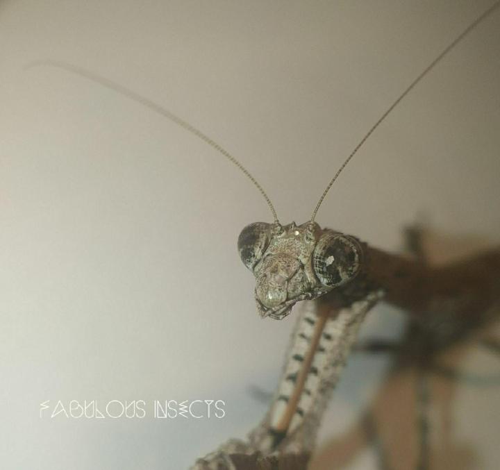 Африканский колючий богомол (лат. pseudocreobotra ocellata)