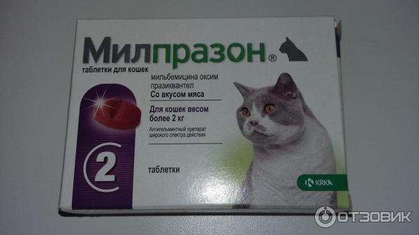 Новое в лечении кошачьего инфекционного перитонита