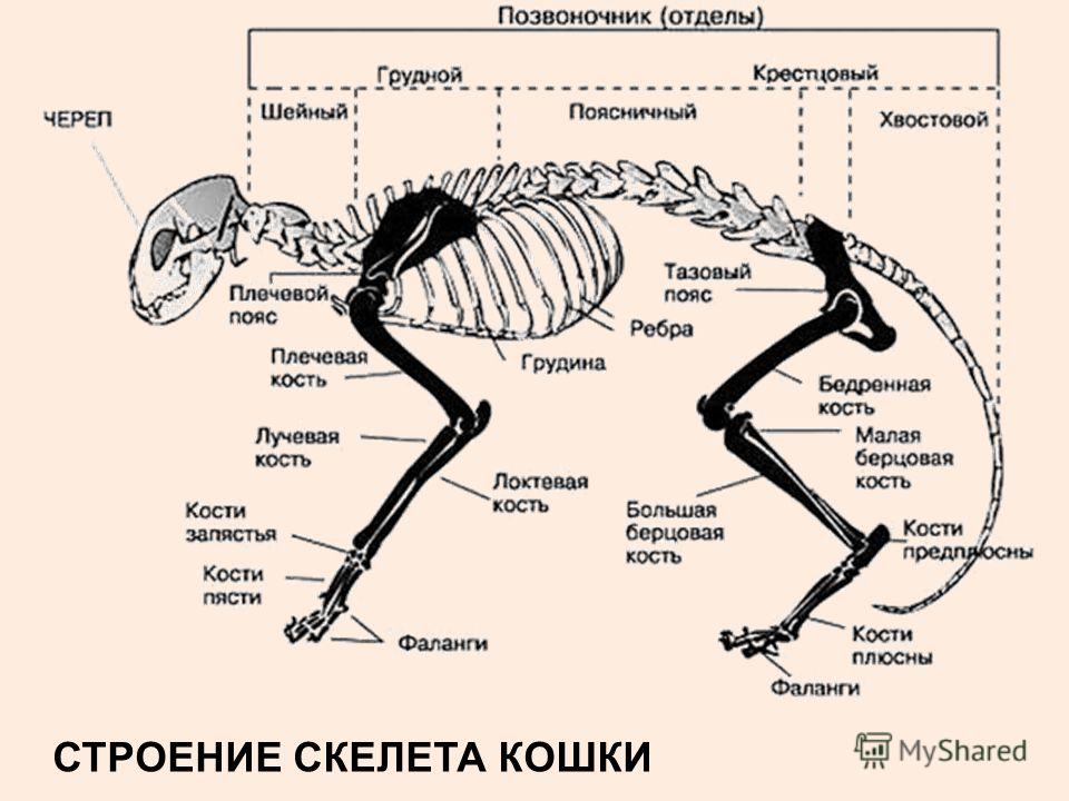Внутреннее строение млекопитающих скелет. Скелет задней конечности млекопитающего отделы. Строение скелета задней конечности млекопитающих. Отделы скелета млекопитающих позвоночник. Скелет млекопитающего 8 класс биология.