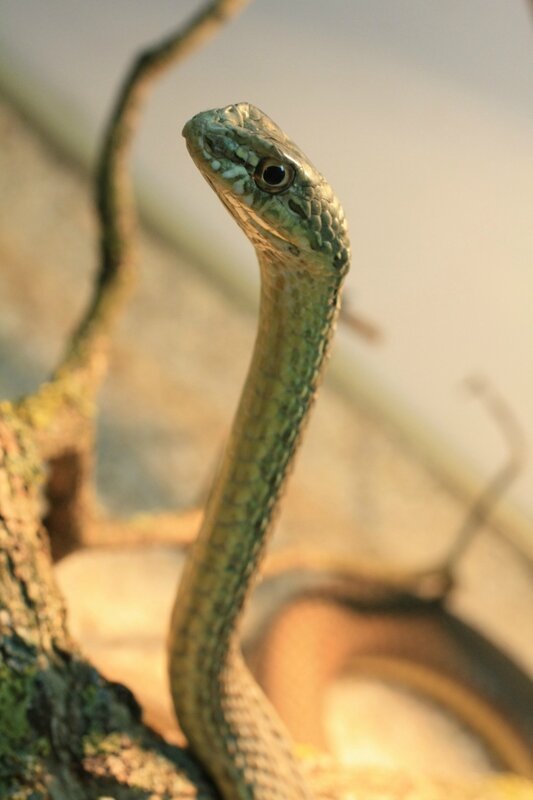 Змея-стрела: описание вида и его особенности