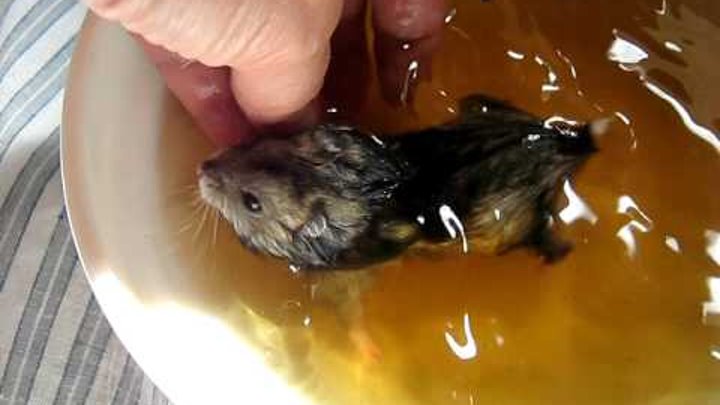ᐉ можно ли купать хомяков, как мыть в воде в домашних условиях джунгарских и сирийских грызунов - zoopalitra-spb.ru