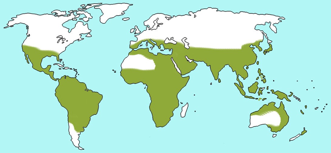 Карта богомола. Орел обитания Богомолов. Реал обитания бооомолов. Ареал обитания приматов. Ореол распространения Богомолов.