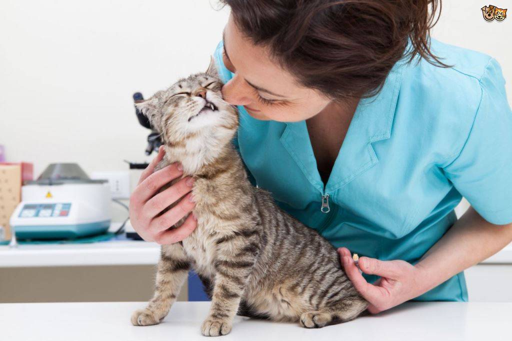 Кошачий лейкоз: причины, признаки, лечение