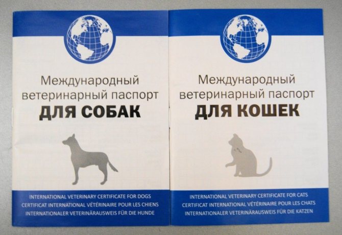 Делаем ветеринарный паспорт животного без хлопот - пошаговая инструкция!