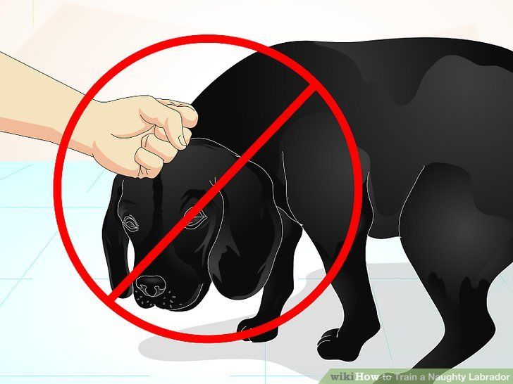Как воспитать лабрадора щенка в домашних условиях?