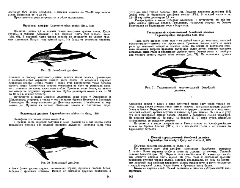 Интересные и удивительные факты о дельфинах