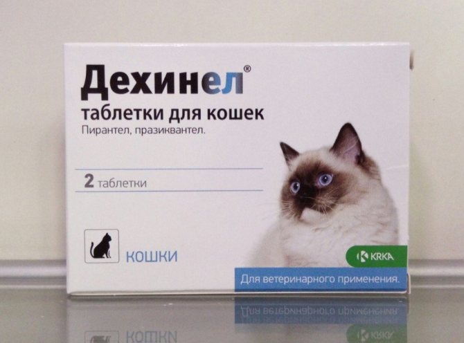 Как правильно давать таблетки кошке