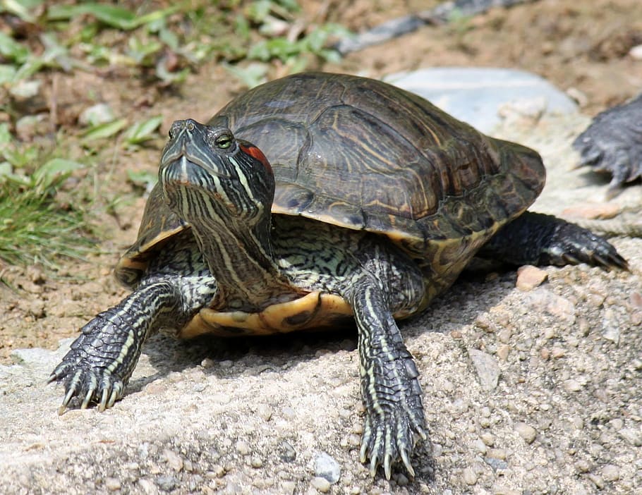 Красноухие черепахи в дикой природе
