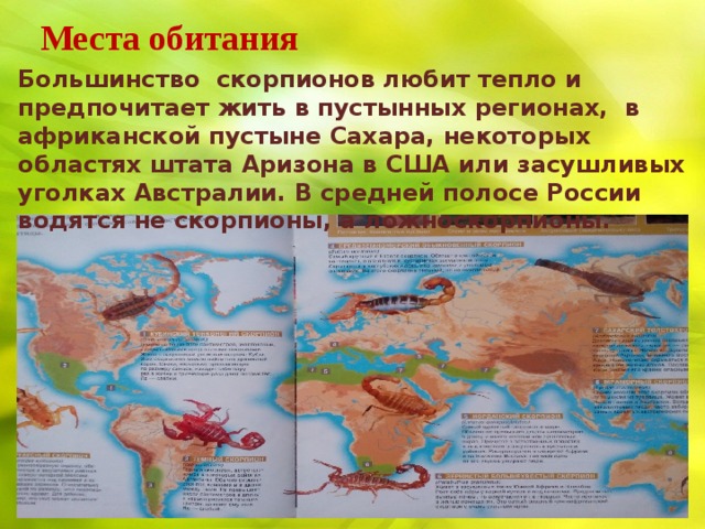 Где живет и чем питается скорпион :: syl.ru