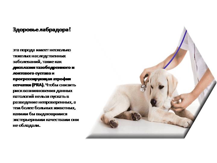 Продолжительность жизни лабрадора в домашних условиях. сколько лет живут лабрадоры