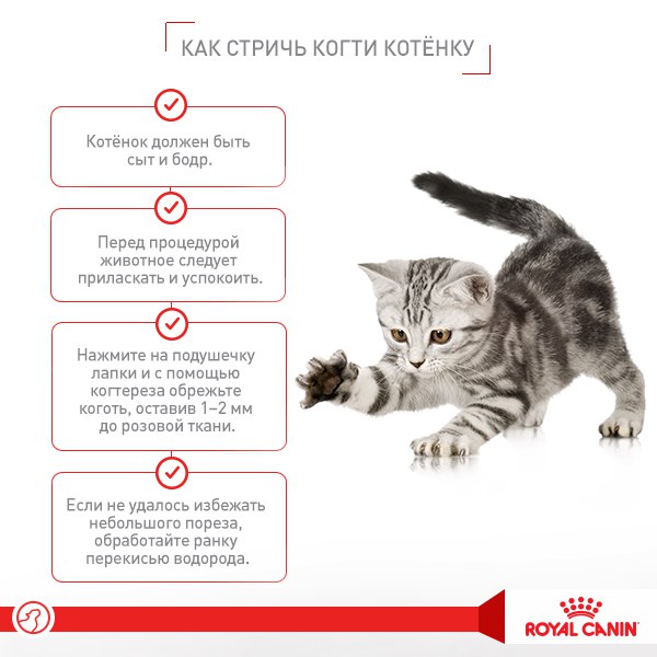 Где лучше взять котенка?