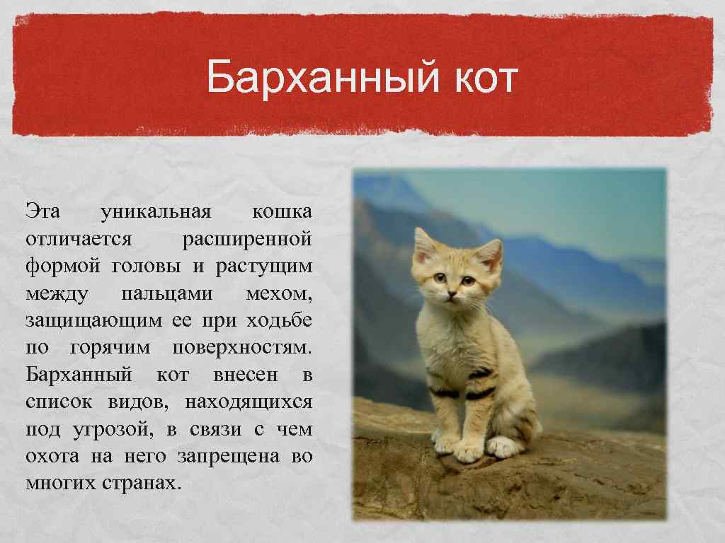 Азиатская табби (125 фото): описание породы, характер котов и котят, факты о содержании и уходе, интересные факты