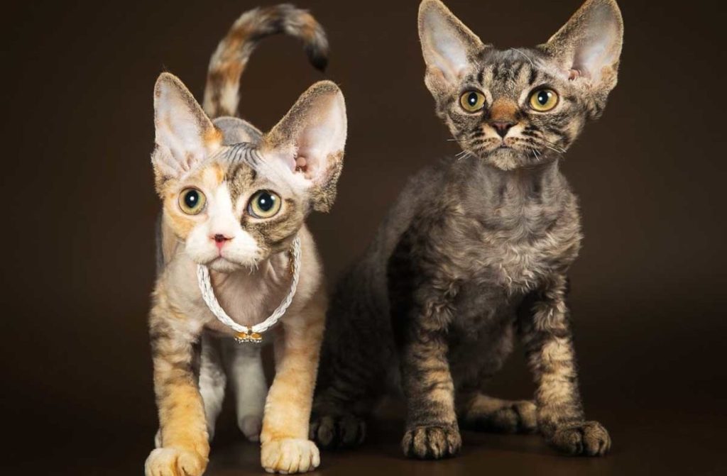 Девон рекс - порода кошек, описание, характер и уход