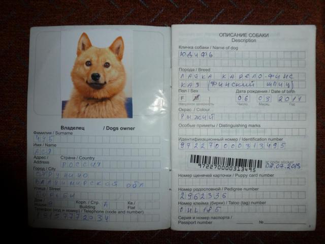«удостоверение личности» собаки: как владельцу подготовить пакет документов?