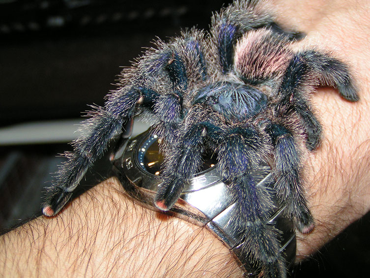 Укус тарантула – как выглядит, опасен ли укус тарантула для человека? первая помощь при укусе