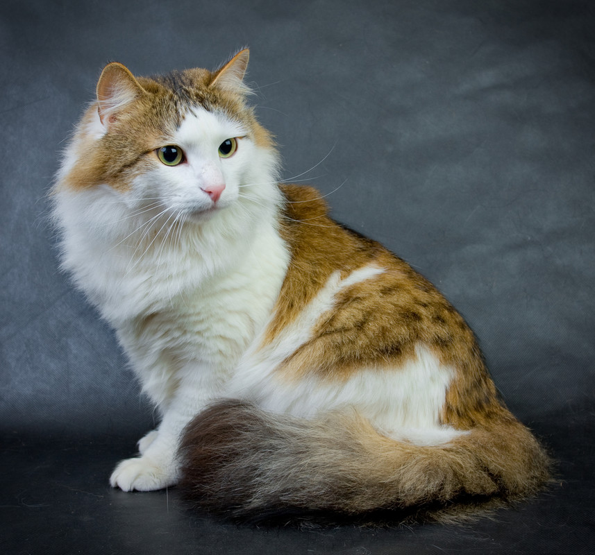 Рагамаффин (кошка): описание породы, как выглядит?