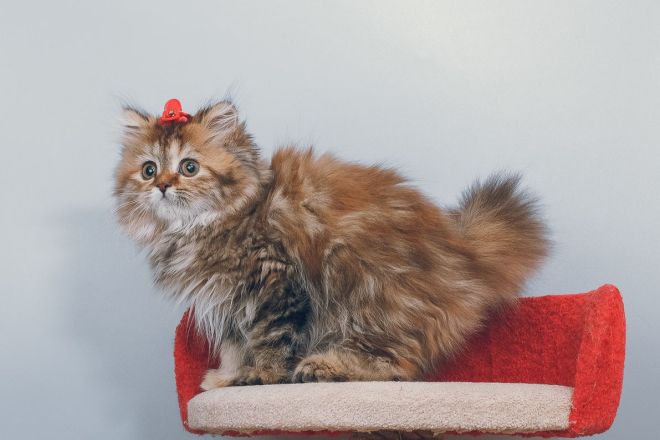 Скоттиш-страйт (шотландская прямоухая кошка): описание породы, содержание, уход, кормление