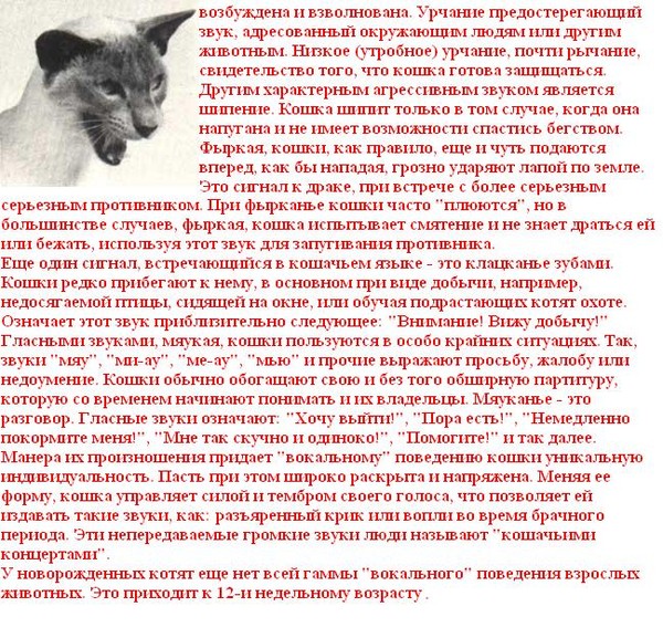 "мяу" - это только для людей: 7 типичных звуков, которые издает кот и их значение