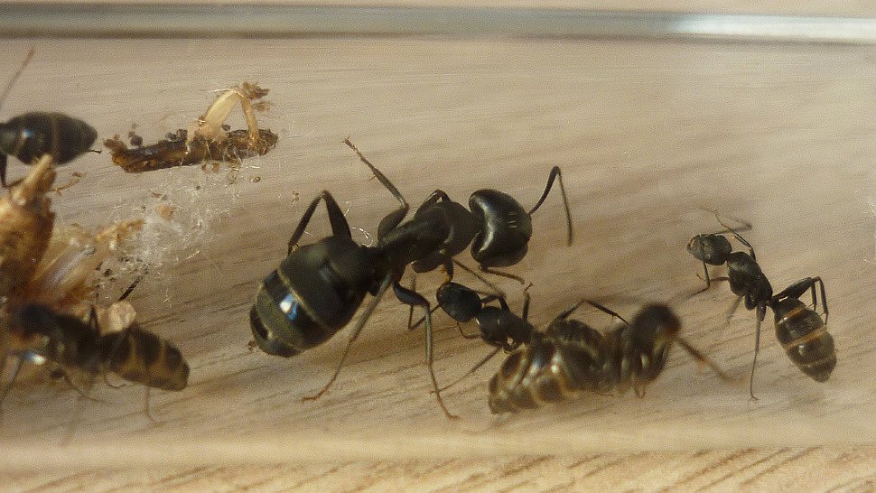 Camponotus turkestanus (туркменистанский земляной муравей) : описание, содержание, кормление, уход
