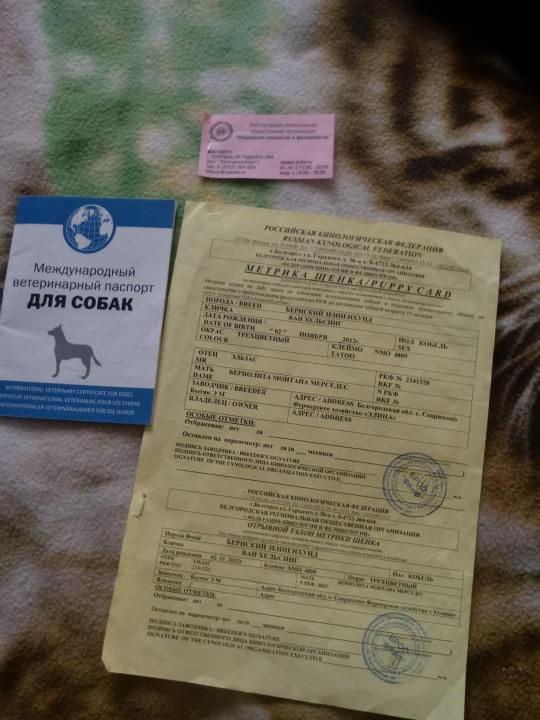 Что такое международный ветеринарный паспорт для собаки и как он заполняется