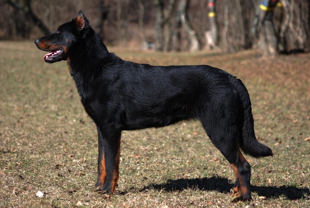 Босерон (французская овчарка): описание породы - моя собака
