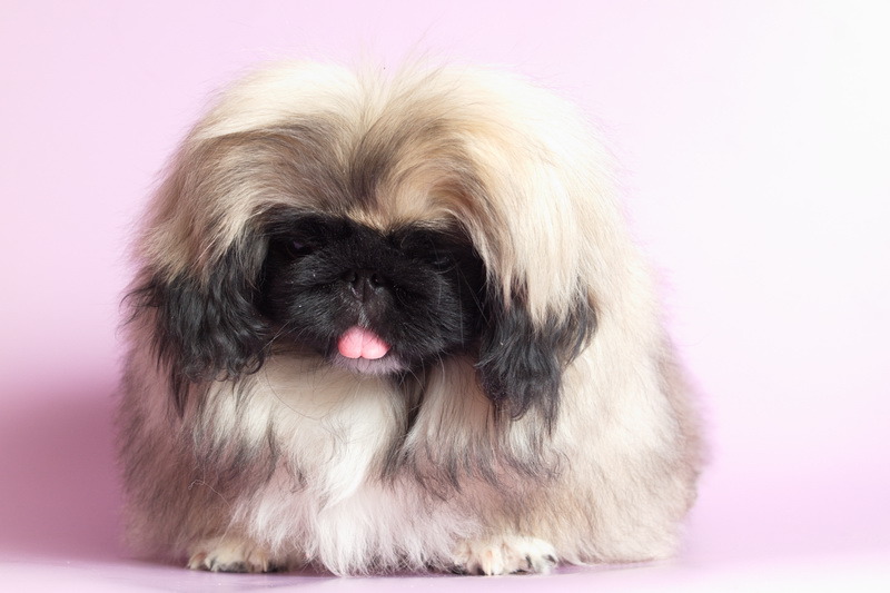 Пекинес собака фото описание породы и характера