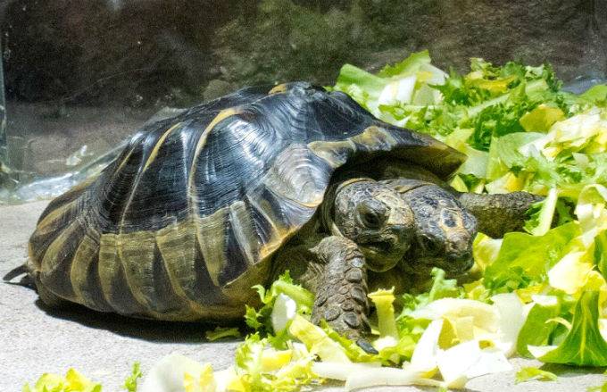 Сколько раз в день нужно кормить красноухую черепаху