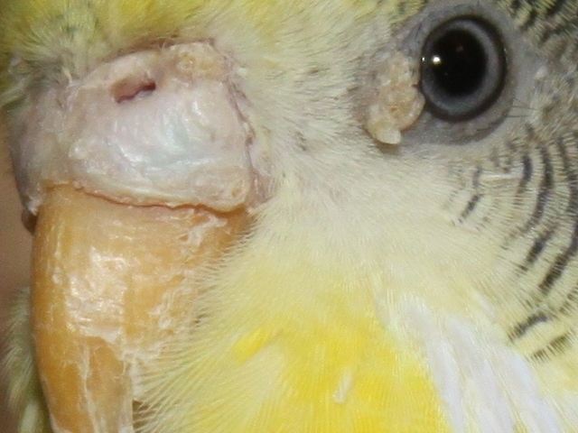 Как и чем лечить попугая от клещей