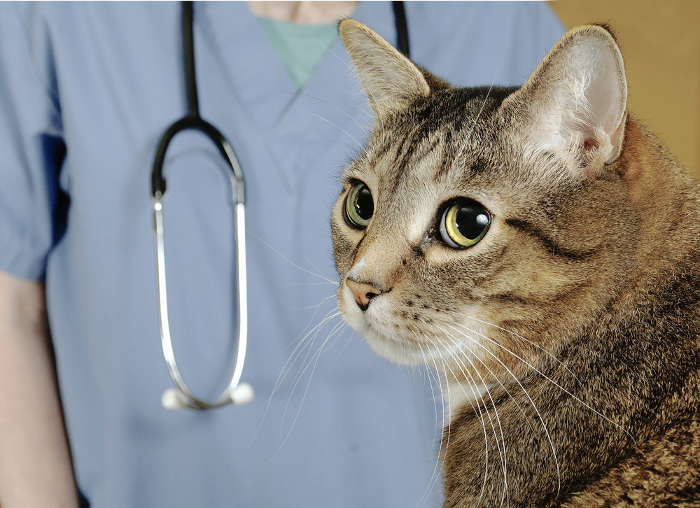 Сердечная недостаточность у кошек - признаки и лечение