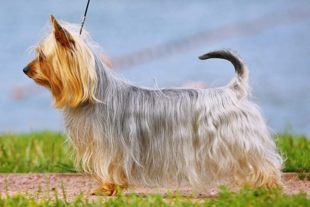 Австралийский шелковистый терьер или силки-терьер (australian silky terrier)