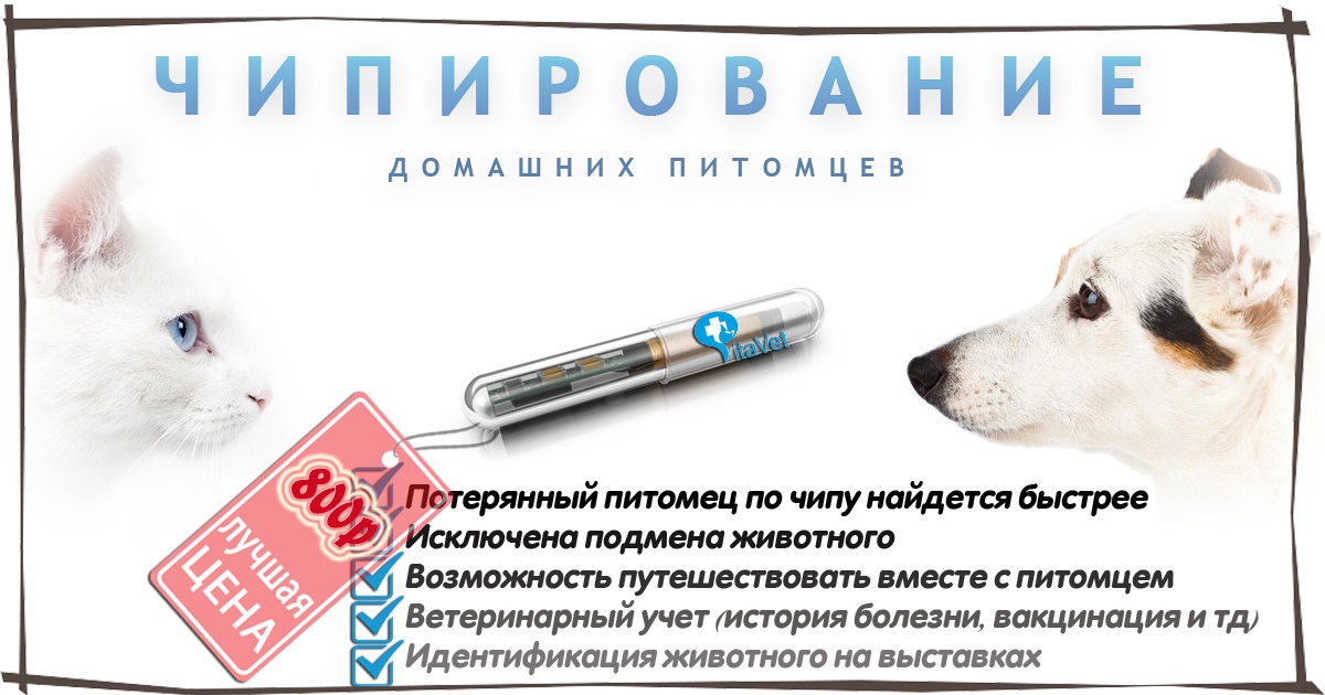 Чипирование кошек и котов: что это и какая стоимость - зоомедик
