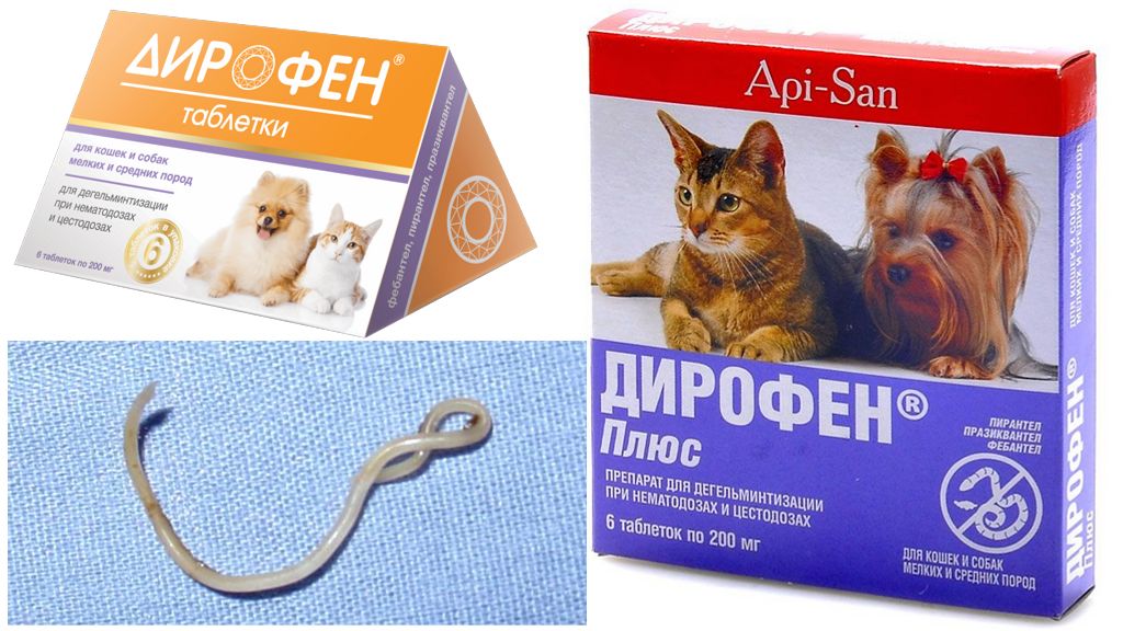 Все о дегельминтизации кошек и котят, лечебные и профилактические меры