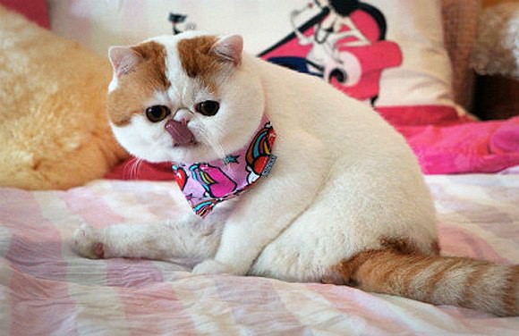 Коты снупи (24 фото): благодаря чему стали популярными кошки этой породы? описание характера и особенности содержания экзотической японской кошки