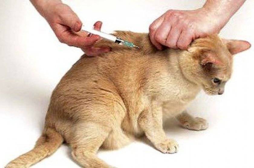 Глобфел-4 для кошек: защита питомца от серьёзных инфекций