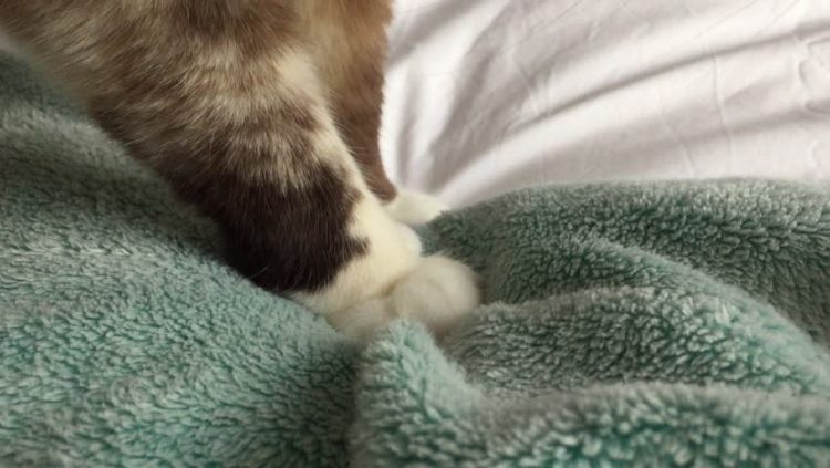 Почему кошка топчет вас лапками? | блог ветклиники "беланта"