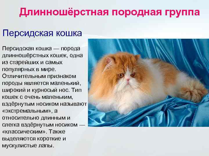 Персидская кошка: 40 фото c описанием породы, стоимость котёнка