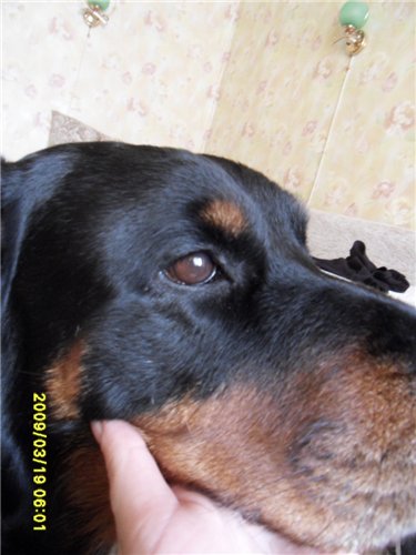 У собаки на морде болячки или прыщи: причины, диагностика, лечение | блог ветклиники "беланта"