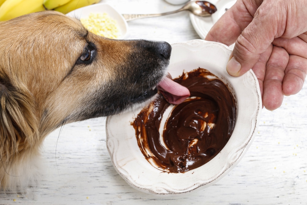 Сладкое и соленое собакам: особенности питания | блог ветклиники "беланта"
