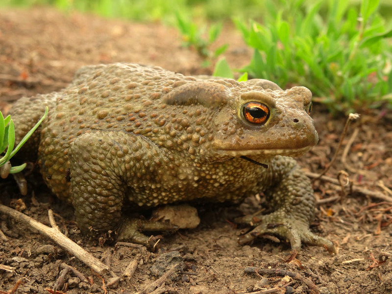 Земляная жаба ???? фото, описание, ареал, питание, враги ✔