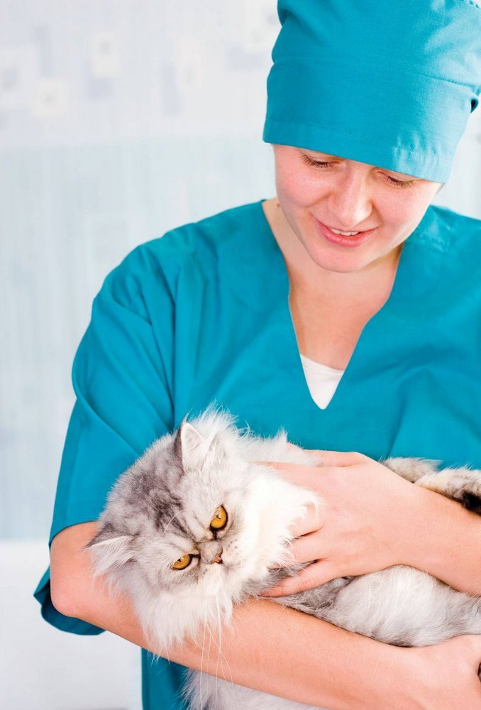 Лечение кошками. какая порода, какие болезни лечит