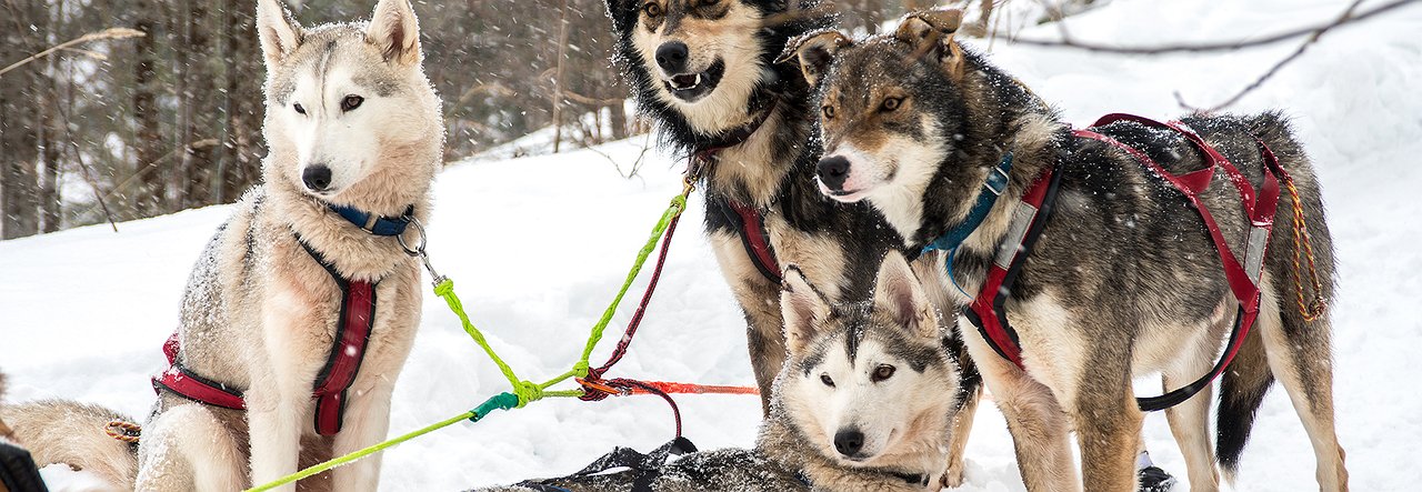 Породы собак для ездового спорта | блог ветклиники "беланта"