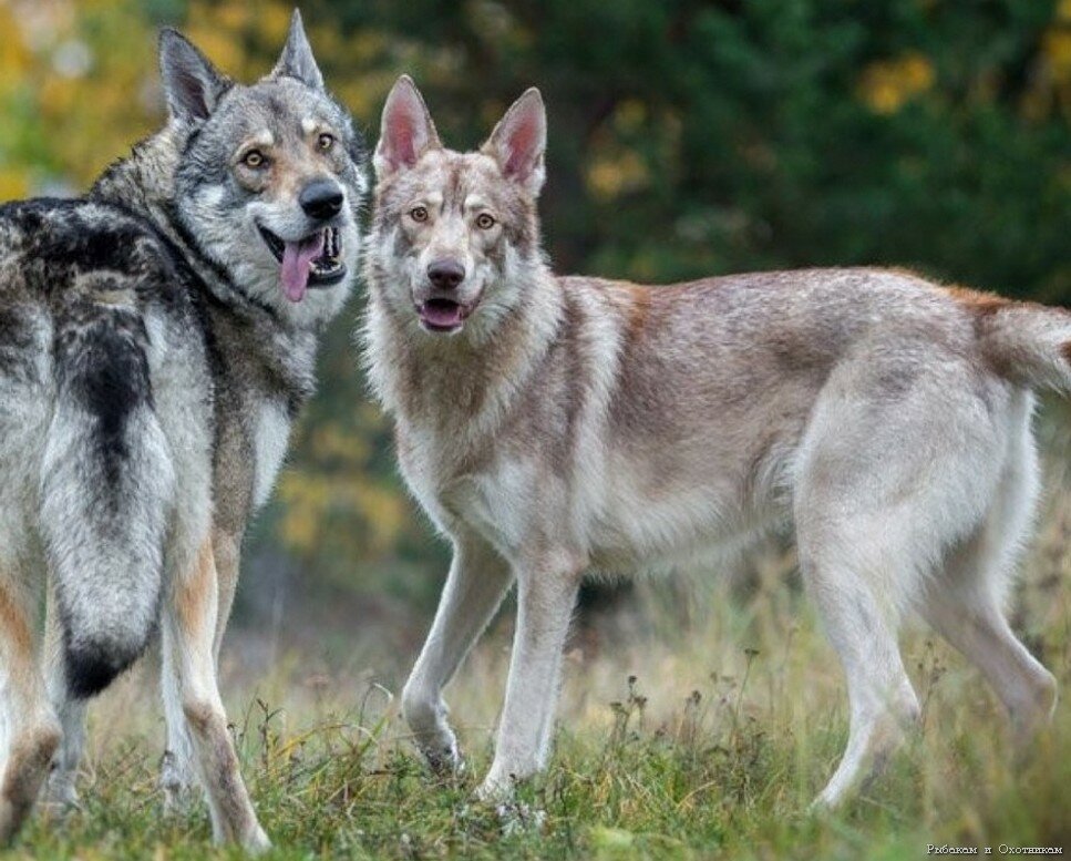 Отважные защитники или опасные хищники: гибрид собаки и волка — волкособ