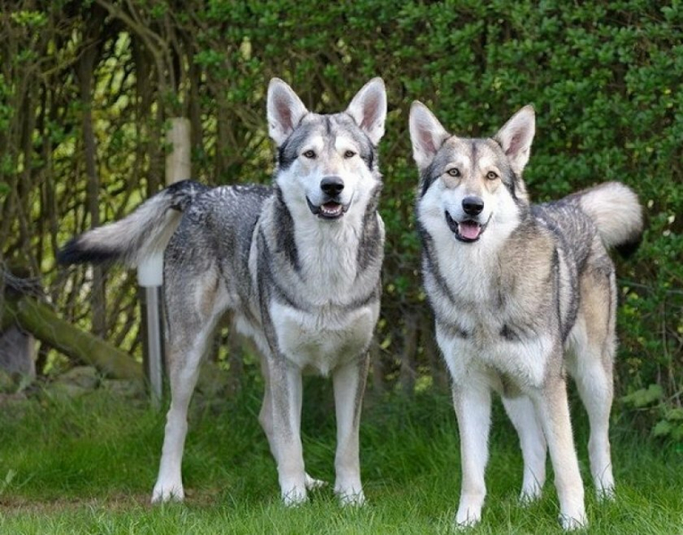 Сарлосская волчья собака: как ужиться двум врагам в одной породе?