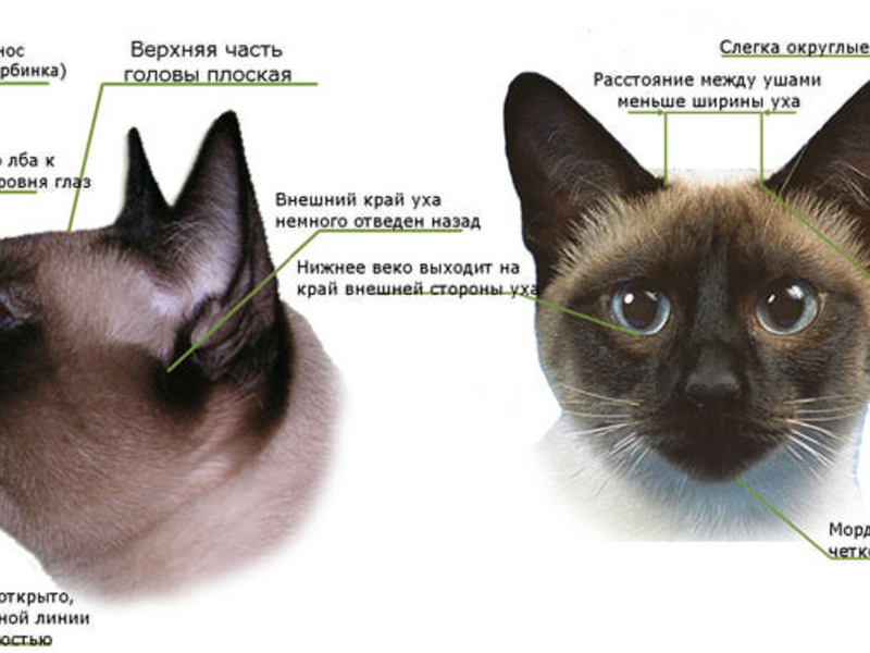Чем отличается кота. Тайская и Сиамская кошка отличия. Сиамский кот стандарт породы. Отличие тайской породы от сиамской. Тайский сиамский кот.