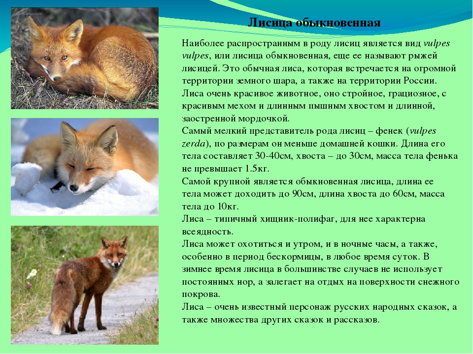 Прочитайте текст и выполните задания лисица обыкновенная. Рассказ о лисе. Краткое описание лисы. Доклад о лисе. Что рассказать детям про лису.