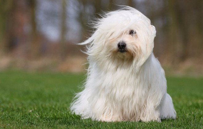 Бишон фризе (французская болонка) — описание породы собак