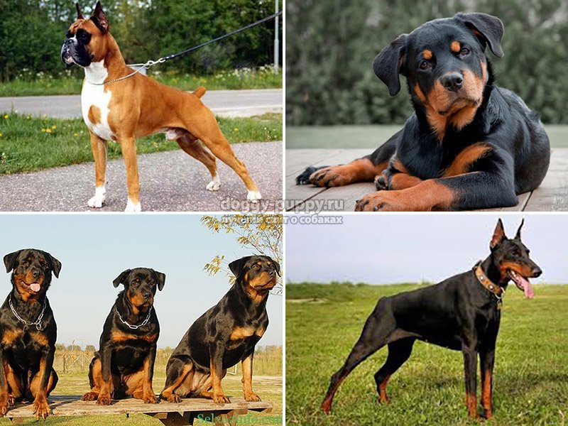 Сторожевые породы собак: общие черты, виды и советы по выбору