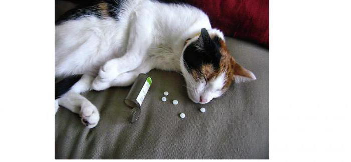 Кошки, отравление у кошек, симптомы, первая помощь и лечение отравления у кошки